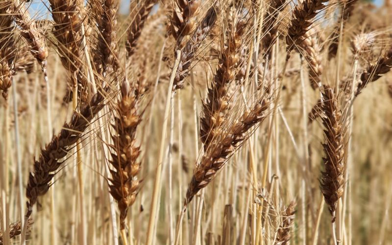 Biosorte Winterbackweizen Roderik der Rote