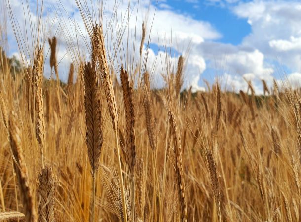 Biosorten cultivari