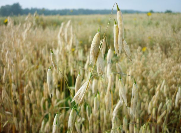 Biosorten cultivari