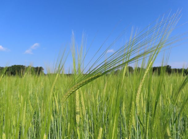 Biosorten cultivari