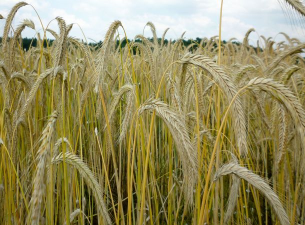 Biosorten cultivari