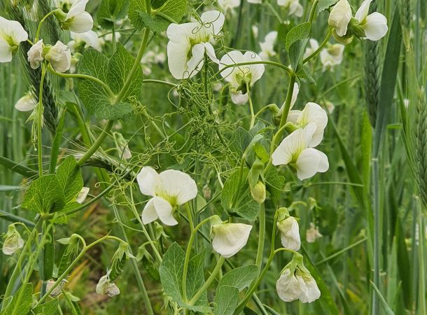 Biosorten cultivari