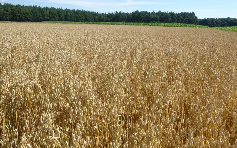 Biosorte Sommernackthafer Talkunar