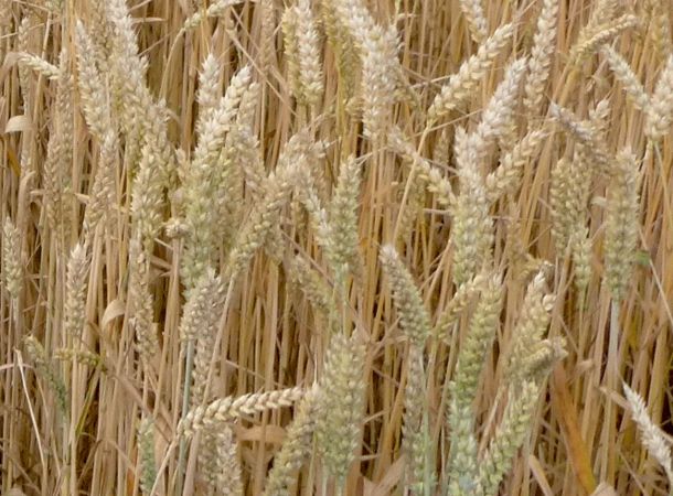 Biosorten cultivari