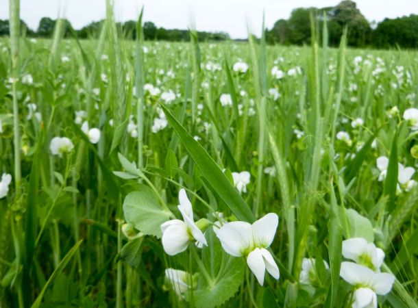 Biosorten cultivari