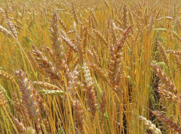 Biosorten cultivari