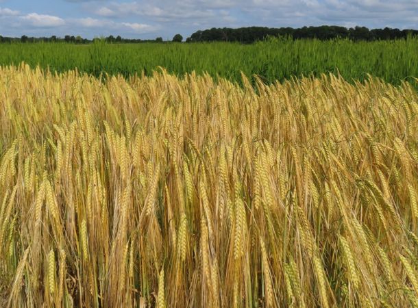 Biosorten cultivari