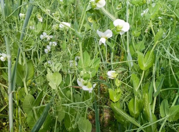 Biosorten cultivari