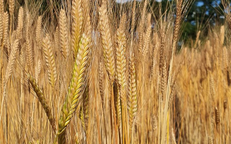 Biosorte Aquino Wintereinkorn