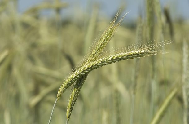 Entwicklung und Umsetzung von Kriterien für die Züchtung von Getreide und Erbsen im ökologischen Landbau