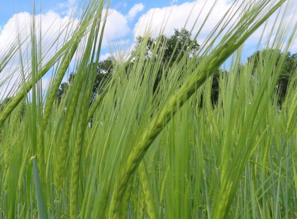 Biosorten cultivari