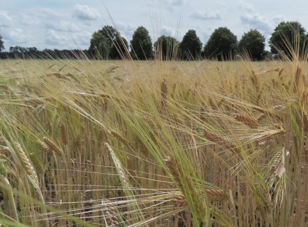 Biosorten cultivari