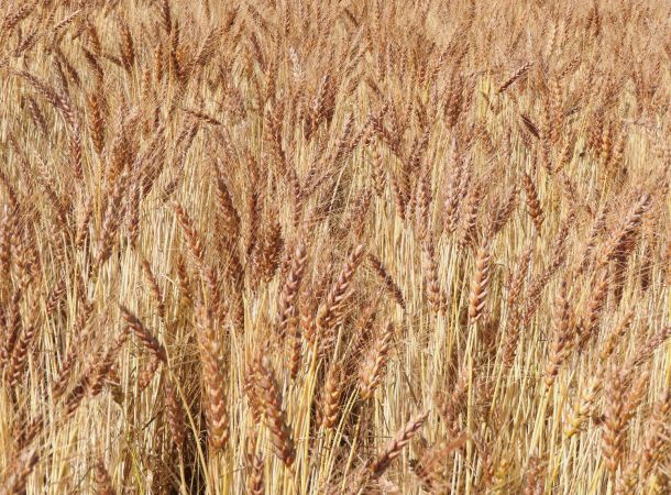 Biosorten cultivari