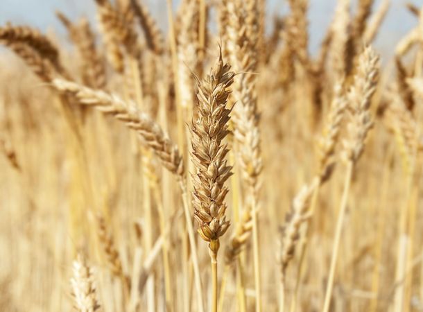 Biosorten cultivari