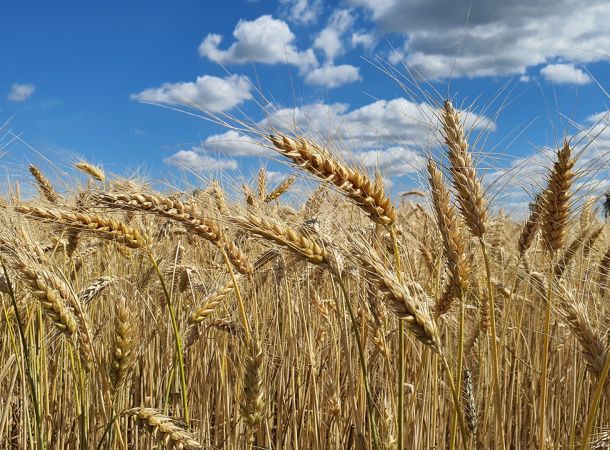 Biosorten cultivari