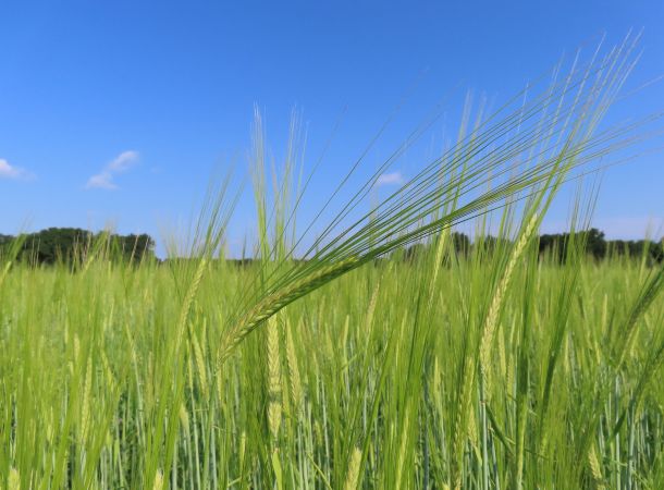 Biosorten cultivari