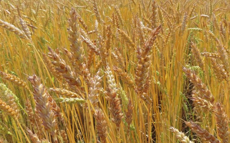 Winterbackweizen Biosorte Trebelir