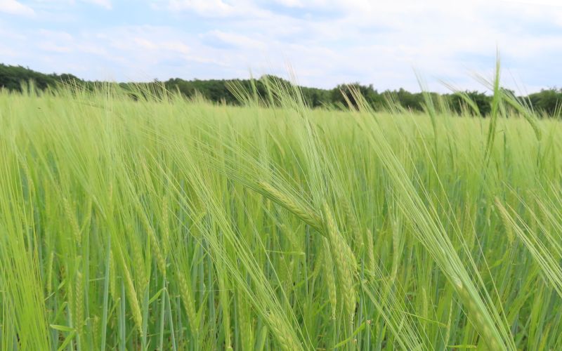 Sommergerste Grandiosa