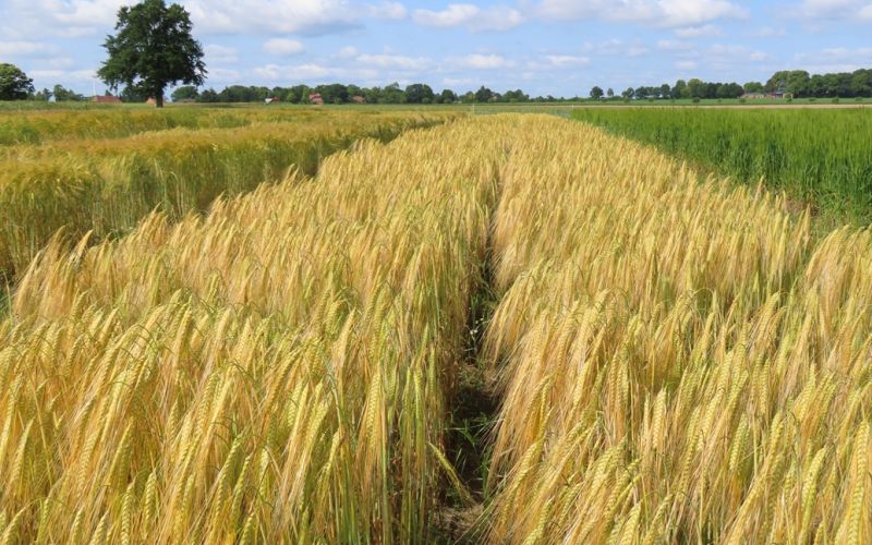 Biosorte Winterspeisenacktgerste Katemina